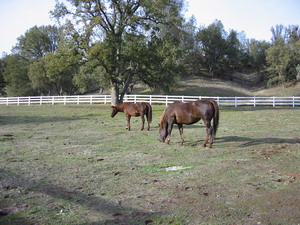 Princess and Goldie at Grizzly Flat