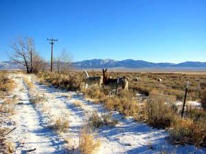 Llamas or Alpacas, near our Home in Ruby Valley